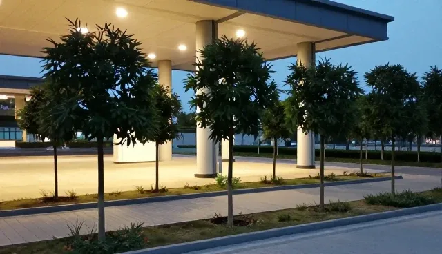 绿化工程的乔木类苗木：适用条件分析